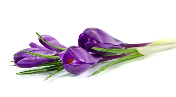 Schöne violette Krokusse isoliert auf weiß — Stockfoto