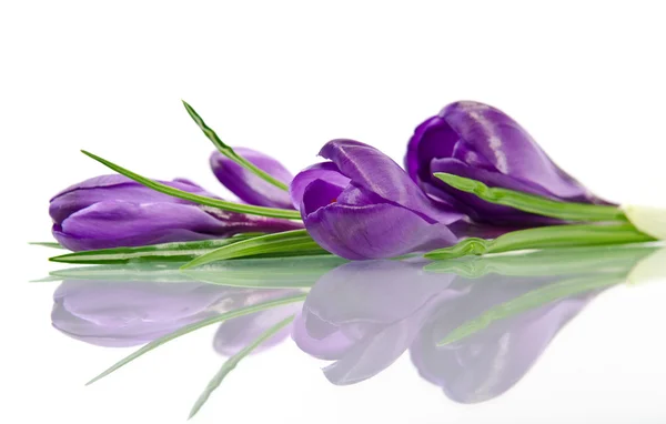 Фиолетовый крокус изолирован на белом — стоковое фото