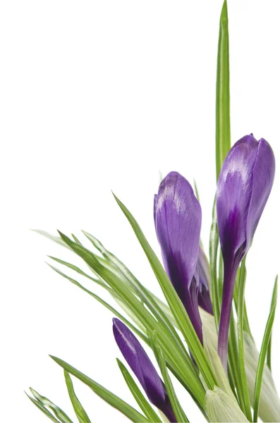 Beautiful violet crocus over the white — Stock Photo, Image