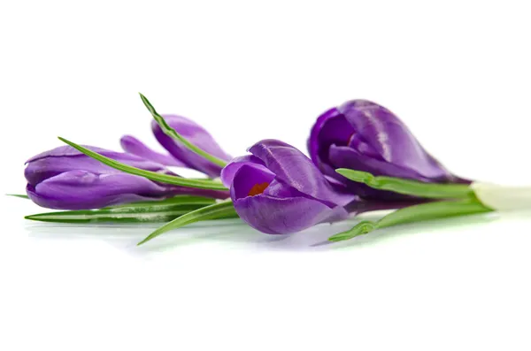 Prachtige Violette crocus geïsoleerd op wit — Stockfoto