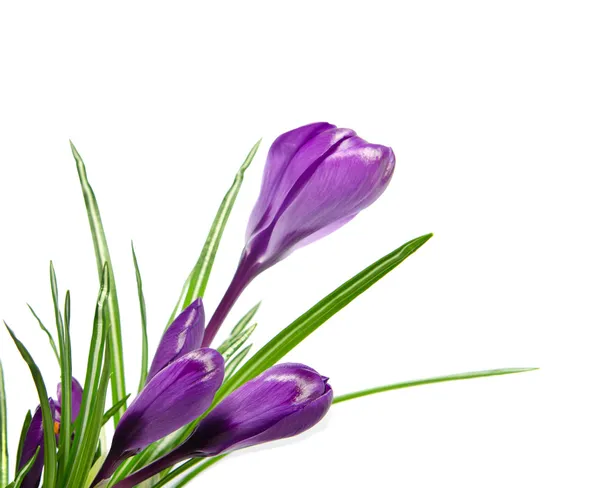 Prachtige Violette crocus geïsoleerd op wit — Stockfoto