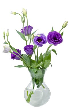 eustoma çiçek