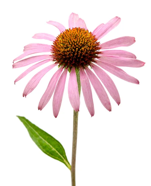 Roze echinacea purpurea bloemen — Stockfoto