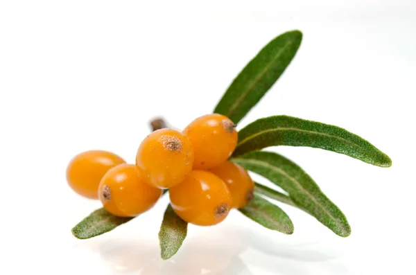 Sea buckthorn — Stock Photo, Image