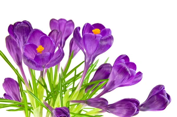 Prachtige Violette crocus geïsoleerd op wit — Stockfoto