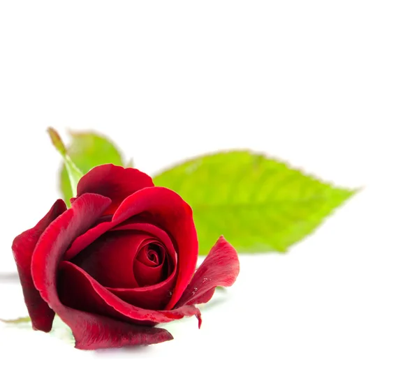 Red rose — Stock Photo, Image