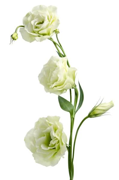 White Eustoma flowers — Stock Photo, Image