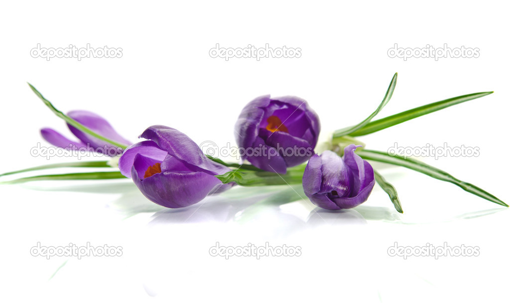 Beautiful violet crocus isolated on white