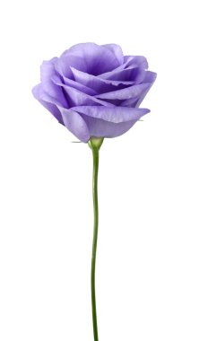 güzel eustoma çiçek