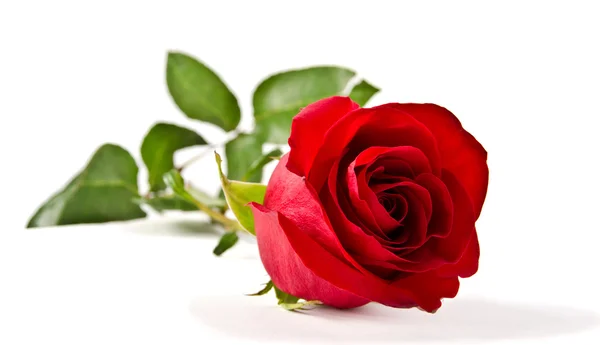 Red rose — Stock Photo, Image