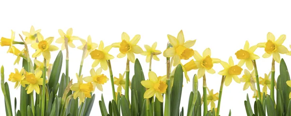 Fleurs jaunes sur fond blanc de près. fleur de jonquille ou — Photo