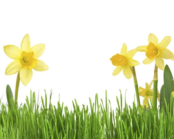 Daffodil flor ou narciso sobre fundo branco — Fotografia de Stock