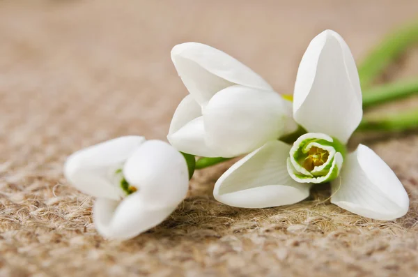 Snowdrops on burlap — Stock Photo, Image