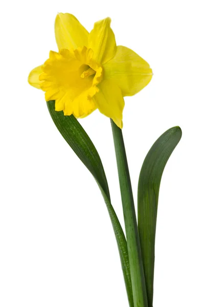 Yellow daffodil isolated on a white background — Stock Photo, Image