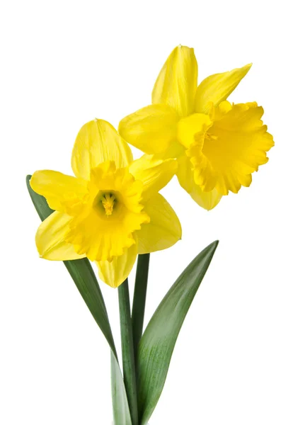 Yellow daffodil isolated on a white background — Stock Photo, Image