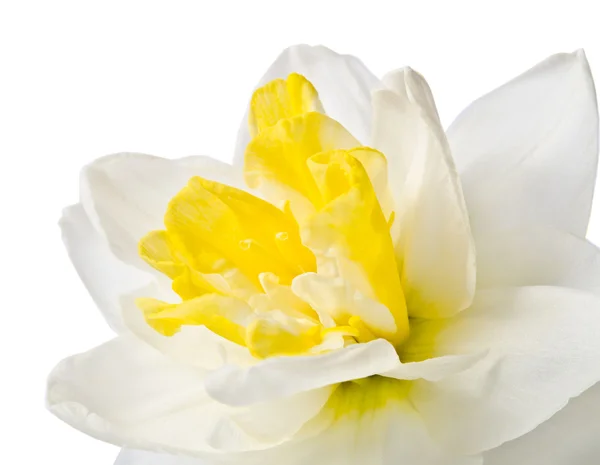 Krásný bílý květ narcisu — Stock fotografie