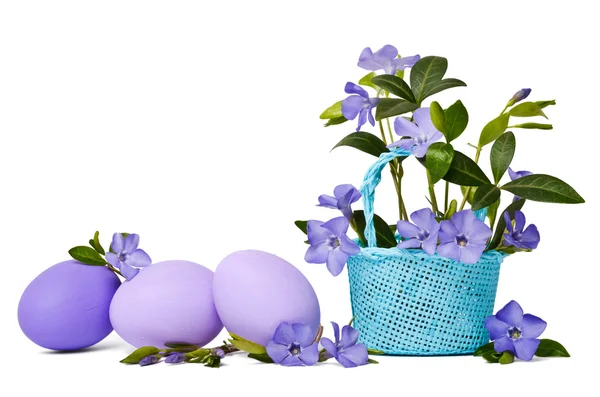 美丽的蓝色长春在篮子里孤立的绿色鸡蛋 — 图库照片