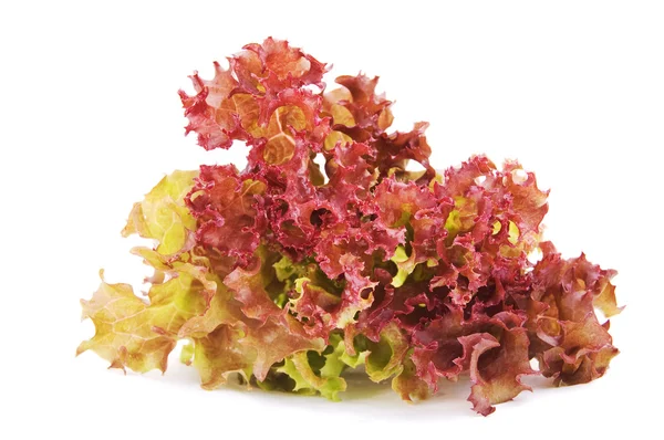 Lettuce on a white background — Stock Photo, Image