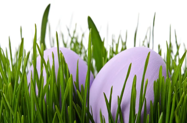 Ovos de Páscoa em grama verde com fundo branco — Fotografia de Stock