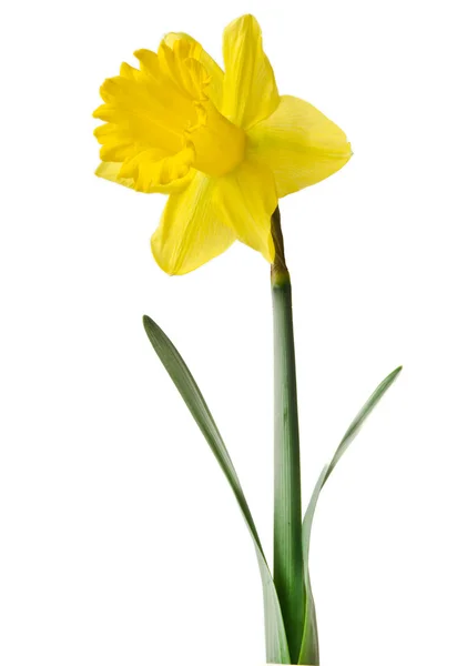 Daffodil flower or narcissus isolated on white background — Stock Photo, Image