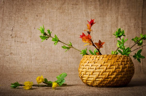 Spring branches in the basket on burlap background — Stock Photo, Image