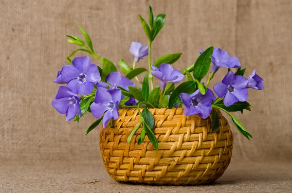 Cesta con periwinkles en arpillera —  Fotos de Stock