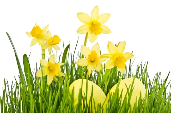 Flores amarelas e ovos de Páscoa. Daffodil flor ou narciso ove — Fotografia de Stock