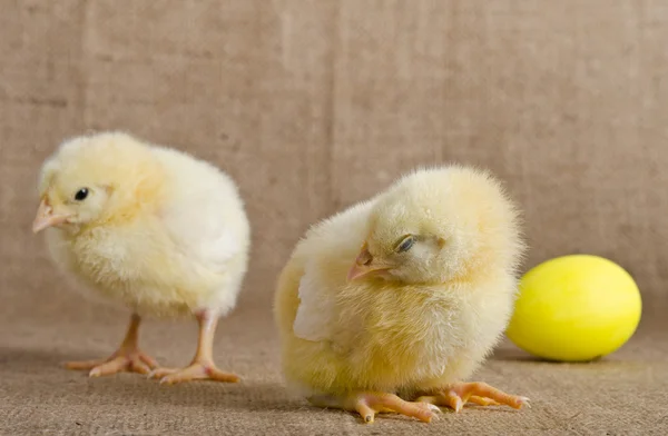 Cute little chicks and easter eggs — Stock Photo, Image