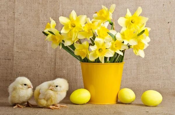 Petits poussins mignons et oeufs de Pâques — Photo