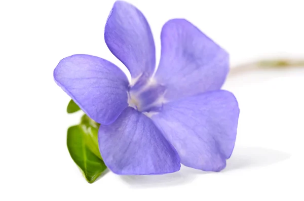 Beautiful blue periwinkle isolated on white — Stock Photo, Image