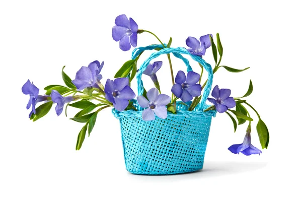 Cesta com flores azuis periwinkles — Fotografia de Stock