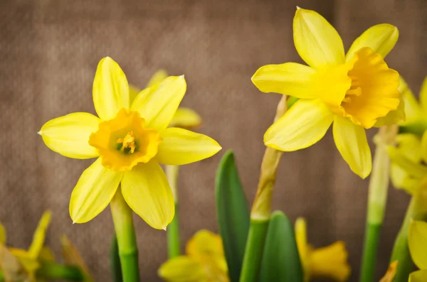 Narcisos en la arpillera —  Fotos de Stock