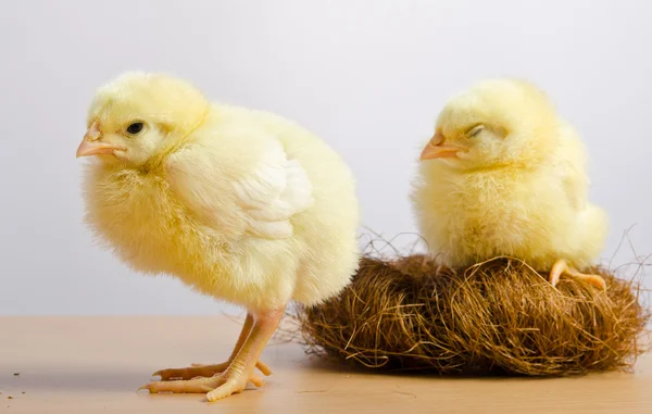 Cute little chicks in  slot — Stock Photo, Image