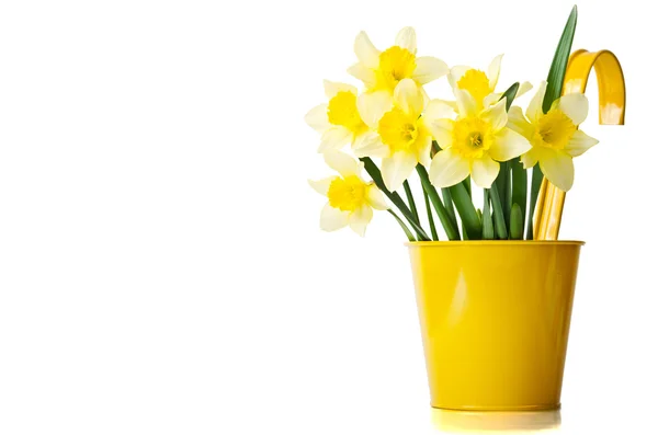 Narcissen in een gele bloempot — Stockfoto