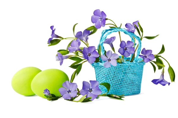 Belos periwinkles azuis em uma cesta com ovos verdes isolados — Fotografia de Stock