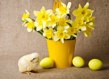 Cute little chick and easter eggs clipart