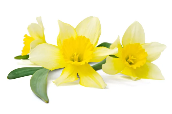 白色背景上孤立的黄色水仙花 — 图库照片