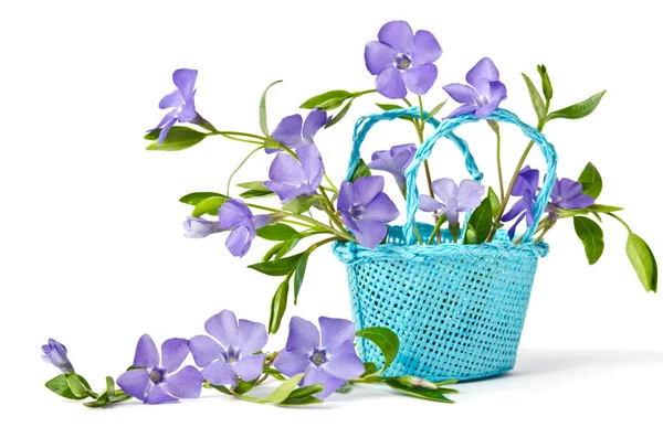Modrý košík s Brčál krásné květiny na bílé backgro — Stock fotografie