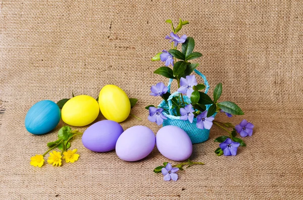 Çok renkli Paskalya ile mavi sepet içinde güzel periwinkles — Stok fotoğraf