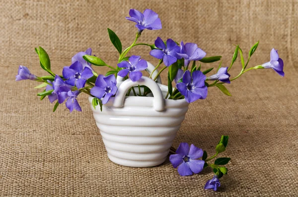 White basket with beautiful blue periwinkle — Stock Photo, Image