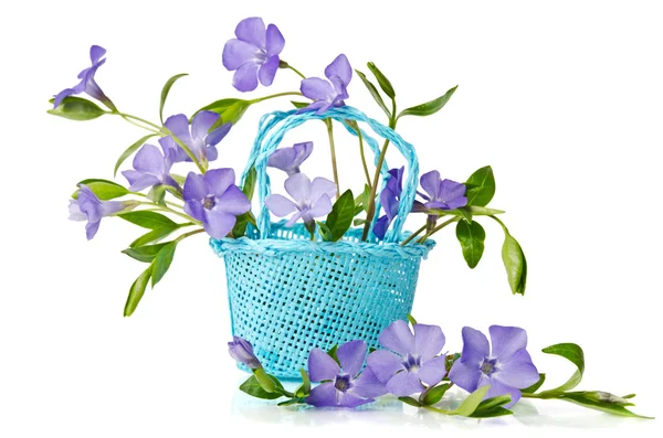 Cesta azul con hermosas flores periwinkle en un fondo blanco —  Fotos de Stock