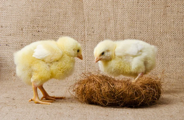 Cute little chicks in slot — Stock Photo, Image