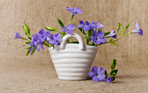 White basket with beautiful blue periwinkle — Stock Photo, Image