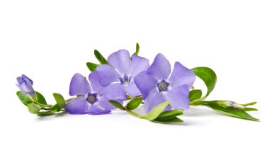 beyaz izole güzel mavi deniz salyangozu