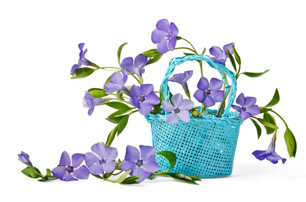 Basket with blue flowers periwinkles — Stock Photo, Image