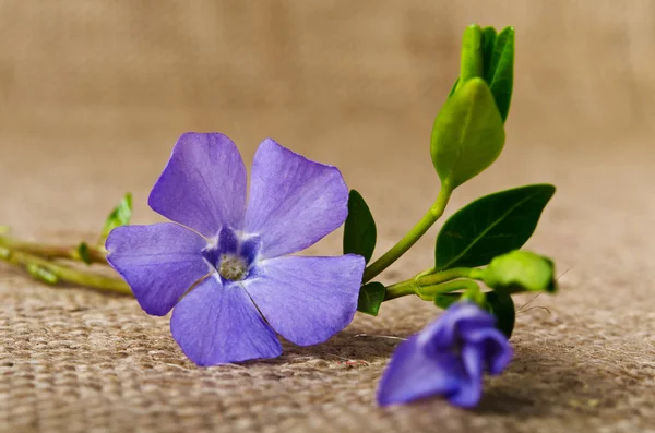 Vacker blå blomma periwinkle — Stockfoto