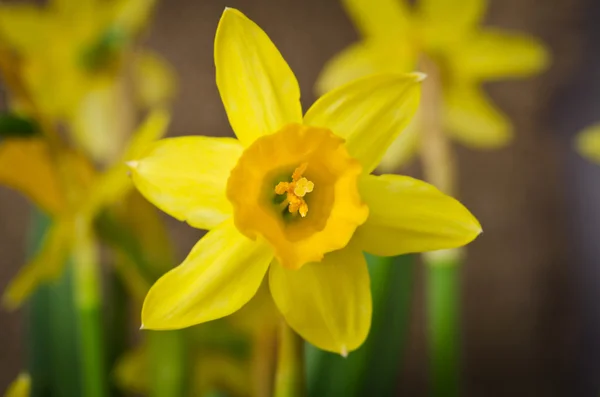 Prachtige gele narcissen — Stockfoto