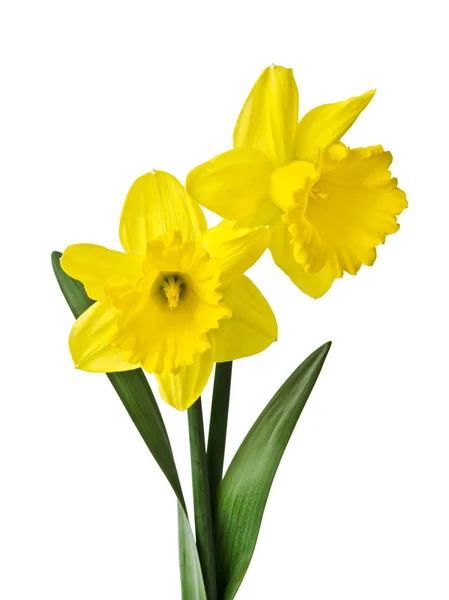 Narciso amarelo isolado sobre um fundo branco — Fotografia de Stock