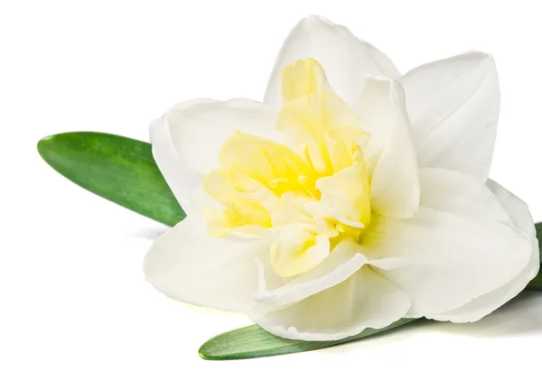 Daffodil isolado sobre um fundo branco — Fotografia de Stock