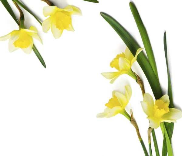 Narciso amarelo isolado sobre um fundo branco — Fotografia de Stock